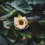 Embodied Approach couples, families and group therapy